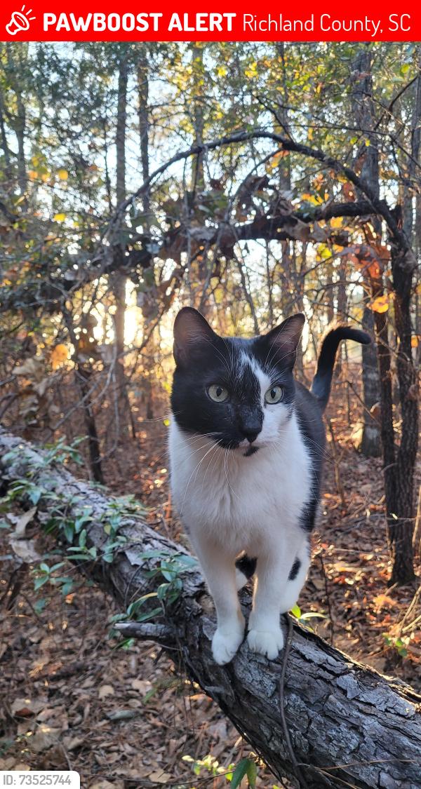 Lost Male Cat last seen Garners Ferry Rd and Piney Branch Rd, Richland County, SC 29044