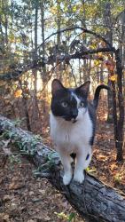 Lost Male Cat last seen Garners Ferry Rd and Piney Branch Rd, Richland County, SC 29044