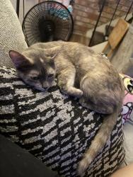 Lost Female Cat last seen Near 42st and fruitridge, Sacramento, CA 95824