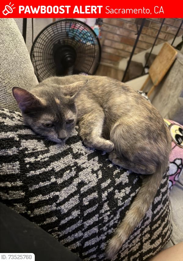 Lost Female Cat last seen Near 42st and fruitridge, Sacramento, CA 95824