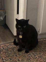 Lost Female Cat last seen Caminito Chiapas & Caminito Cascara, San Diego, CA 92108