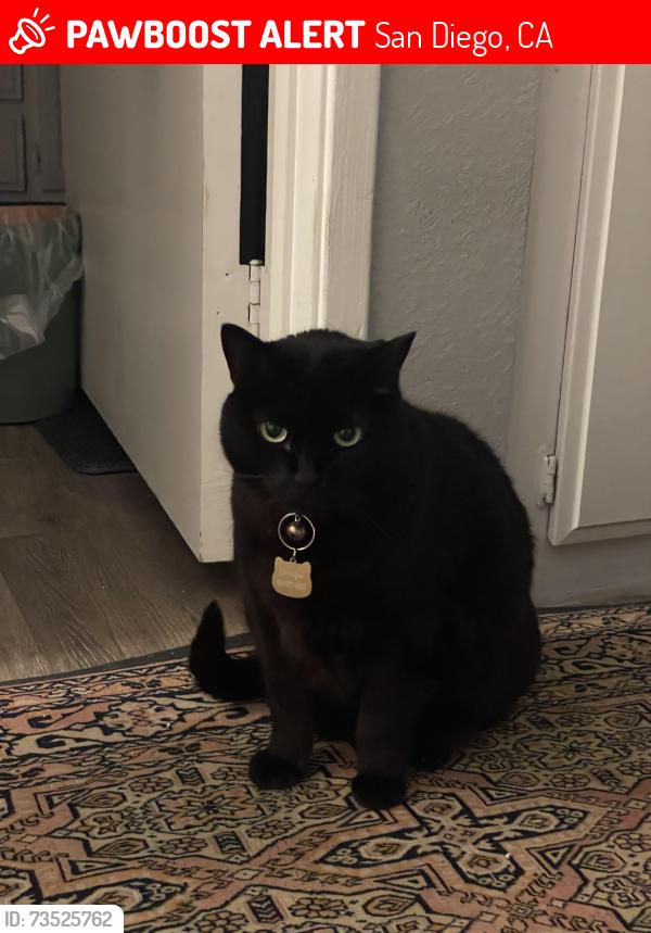 Lost Female Cat last seen Caminito Chiapas & Caminito Cascara, San Diego, CA 92108