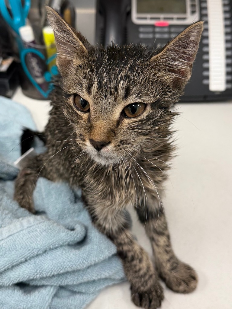 Shelter Stray Male Cat last seen Midwest City, 8485 E Reno Ave, Midwest City, OK 73110, USA