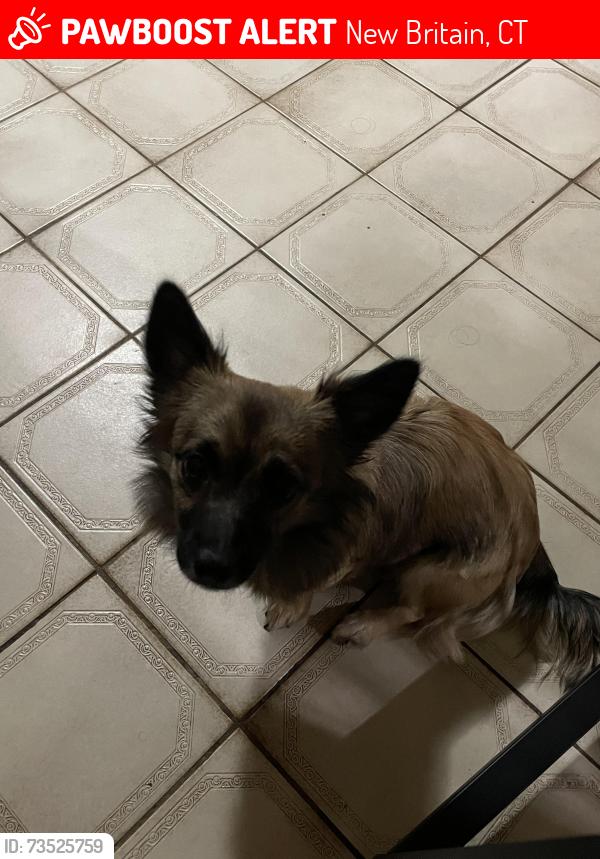 Lost Female Dog last seen oak st right next to the family dollar on allen st, New Britain, CT 06051