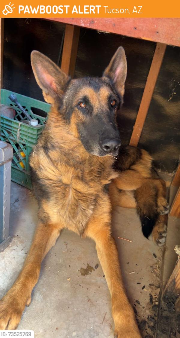 Found/Stray Male Dog last seen 22nd and alvernon, Tucson, AZ 85711