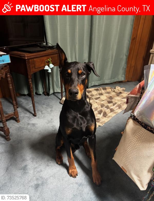 Lost Male Dog last seen Down 2109 in Huntington Texas, Angelina County, TX 75949