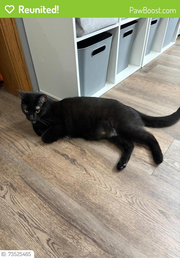 Reunited Male Cat last seen Rohrer Rd and Kane Rd, Wadsworth, OH 44281