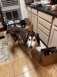 Found/Stray Male Dog last seen Bayview Park KC jones playgrounf, San Francisco, CA 94124
