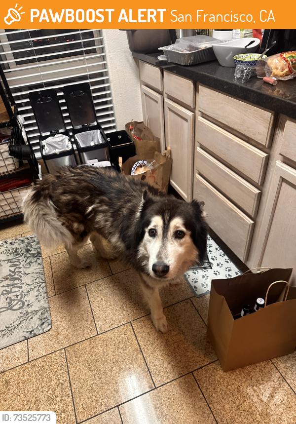 Found/Stray Male Dog last seen Bayview Park KC jones playgrounf, San Francisco, CA 94124