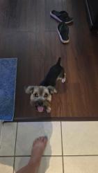 Lost Male Dog last seen South shore apts, League City, TX 77573