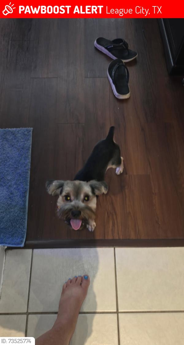 Lost Male Dog last seen South shore apts, League City, TX 77573