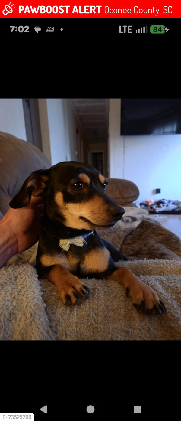 Lost Female Dog last seen Bayshore, Harts cove area, Oconee County, SC 29631