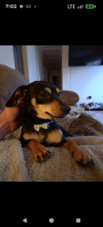 Lost Female Dog last seen Bayshore, Harts cove area, Oconee County, SC 29631