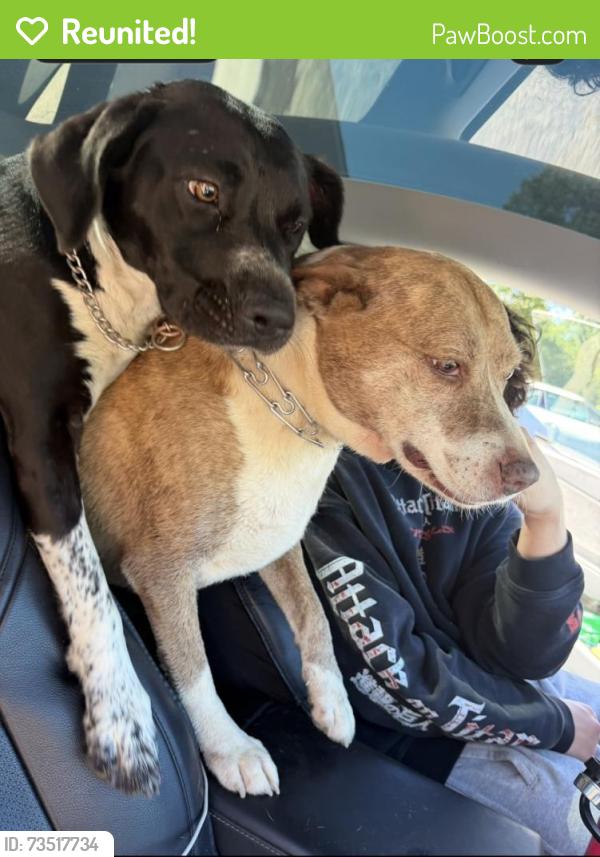 Reunited Female Dog last seen Near rocky river road, Charlotte, NC 28213