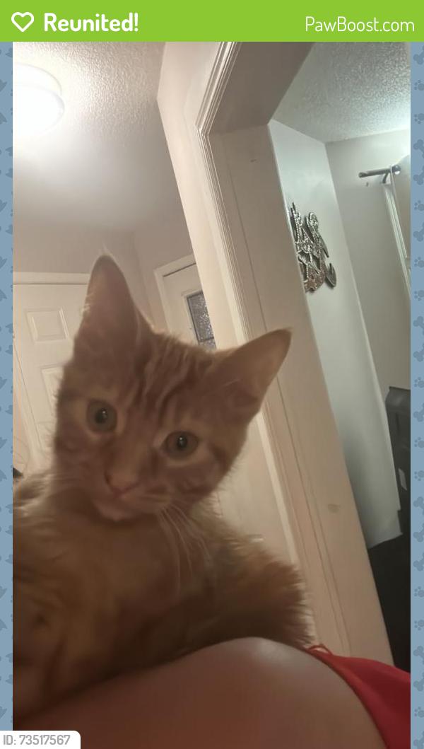 Reunited Female Cat last seen Shoppers world, Brampton, ON L6Y 4M5