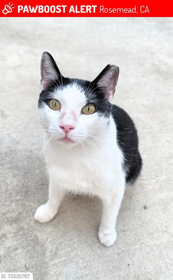 Lost Male Cat last seen Near Calvary Chapel Church, Rosemead, CA 91770