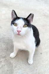 Lost Male Cat last seen Near Calvary Chapel Church, Rosemead, CA 91770