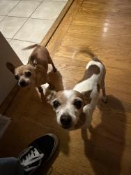 Lost Male Dog last seen Rhoda Ave, Oakland, CA 94602