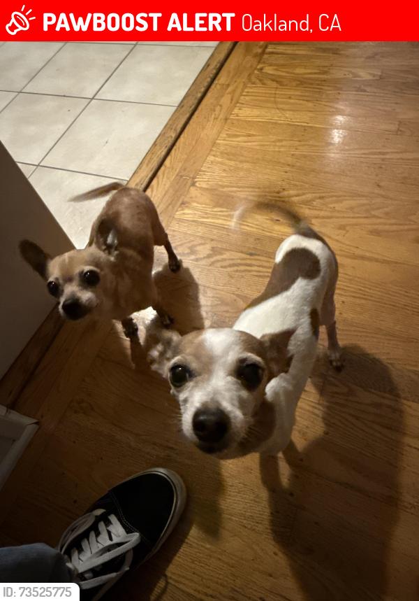 Lost Male Dog last seen Rhoda Ave, Oakland, CA 94602