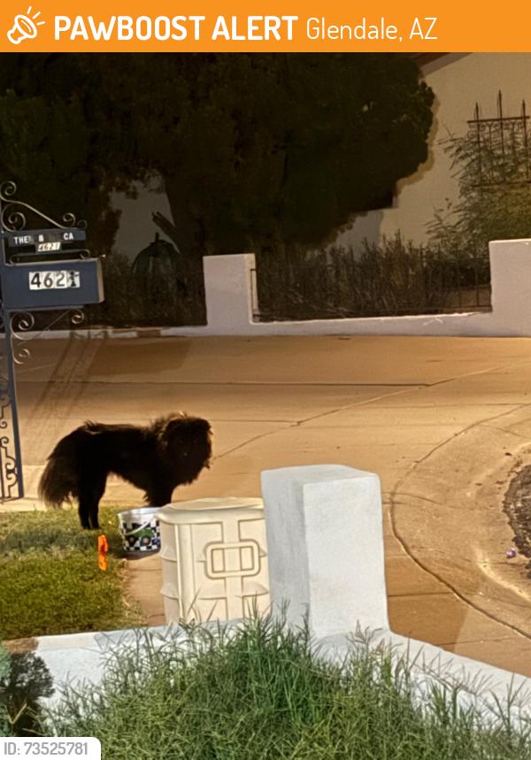 Found/Stray Unknown Dog last seen Near W Luke Ave, Glendale, AZ 85301