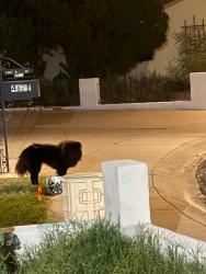 Found/Stray Unknown Dog last seen Near W Luke Ave, Glendale, AZ 85301