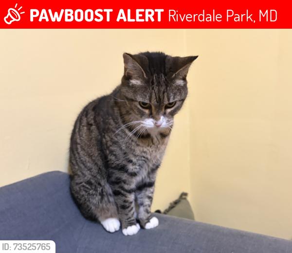 Lost Female Cat last seen Baltimore Ave, Riverdale Park, MD 20737