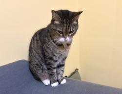 Lost Female Cat last seen Baltimore Ave, Riverdale Park, MD 20737