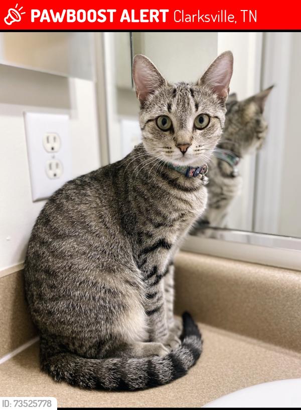 Lost Female Cat last seen Eagles Crest at Jack Miller Blvd Apts, Clarksville, TN 37042
