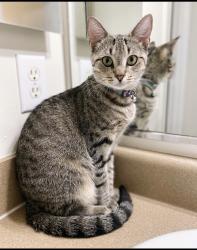 Lost Female Cat last seen Eagles Crest at Jack Miller Blvd Apts, Clarksville, TN 37042