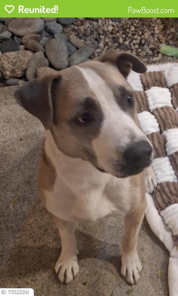Reunited Male Dog last seen Eaton ave and parker ave, Tracy, CA 95376