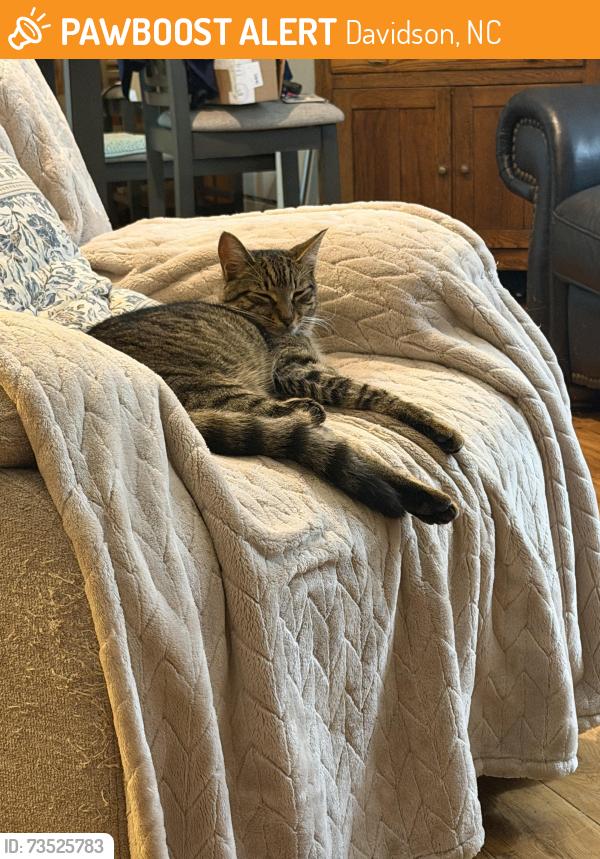 Found/Stray Female Cat last seen Davidson Concord rd, Davidson, NC 28036