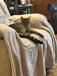 Found/Stray Female Cat last seen Davidson Concord rd, Davidson, NC 28036