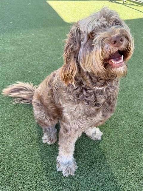 Shelter Stray Female Dog last seen , 31044 Charlie Canyon Rd, Castaic, CA 91384, USA