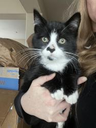 Lost Male Cat last seen Near Collins St, West Sacramento, CA 95691