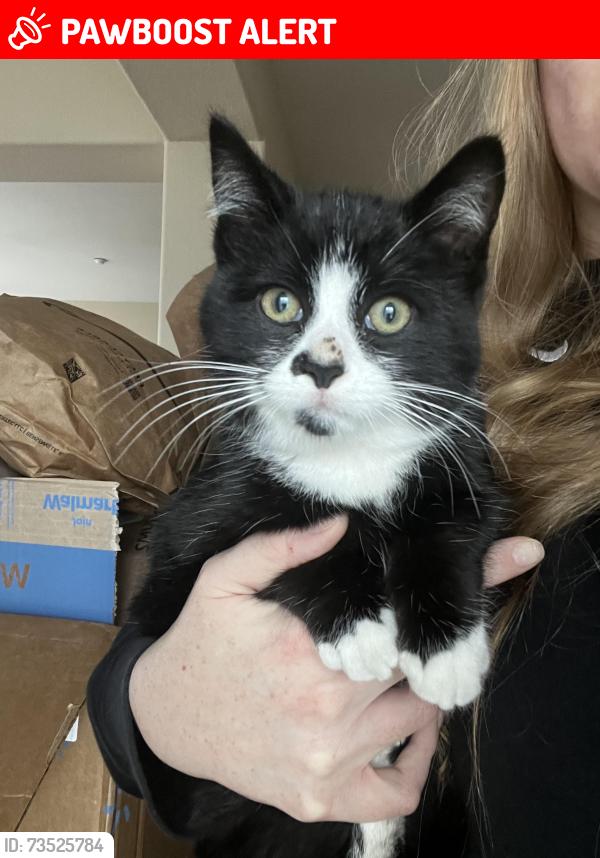 Lost Male Cat last seen Near Collins St, West Sacramento, CA 95691