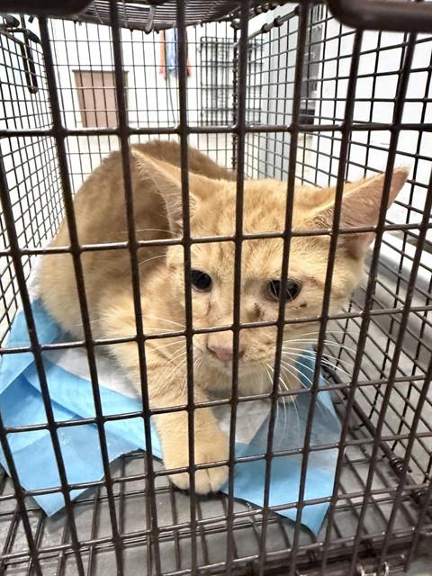 Shelter Stray Male Cat last seen VIRGINIA DR, LEESBURG, 12280 County Rd 448, Tavares, FL 32778, USA