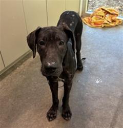 Shelter Stray Female Dog last seen PAMELA ST, LEESBURG, 12280 County Rd 448, Tavares, FL 32778, USA