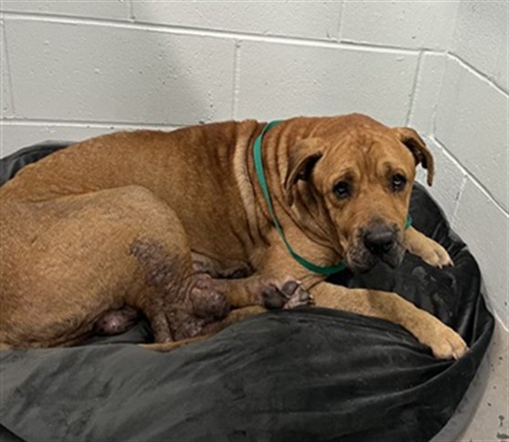 Shelter Stray Male Dog last seen MARTIN ST & CLARA DR, EUSTIS, 12280 County Rd 448, Tavares, FL 32778, USA