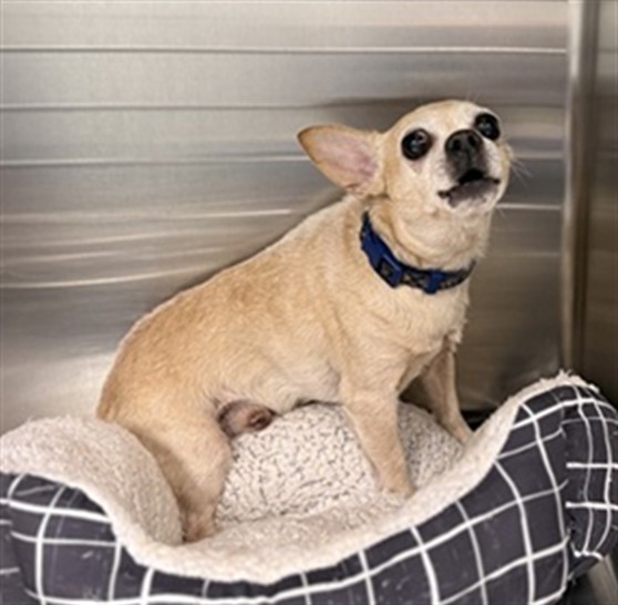 Shelter Stray Male Dog last seen E ORANGE AVE & CR 44, EUSTIS, 12280 County Rd 448, Tavares, FL 32778, USA