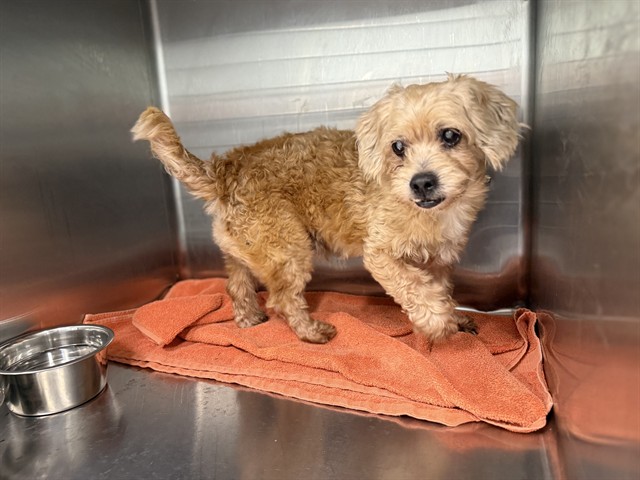 Shelter Stray Male Dog last seen WINOGENE AVE & 450, UMATILLA, 12280 County Rd 448, Tavares, FL 32778, USA