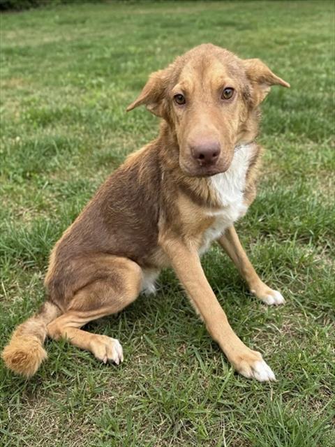 Shelter Stray Female Dog last seen , 38550 Sierra Hwy, Palmdale, CA 93550, USA