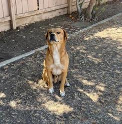 Shelter Stray Male Dog last seen Near BLOCK E ASHLAN AVE, FRESNO CA 93726 3304, 5277 E Airways Blvd, Fresno, CA 93727, USA