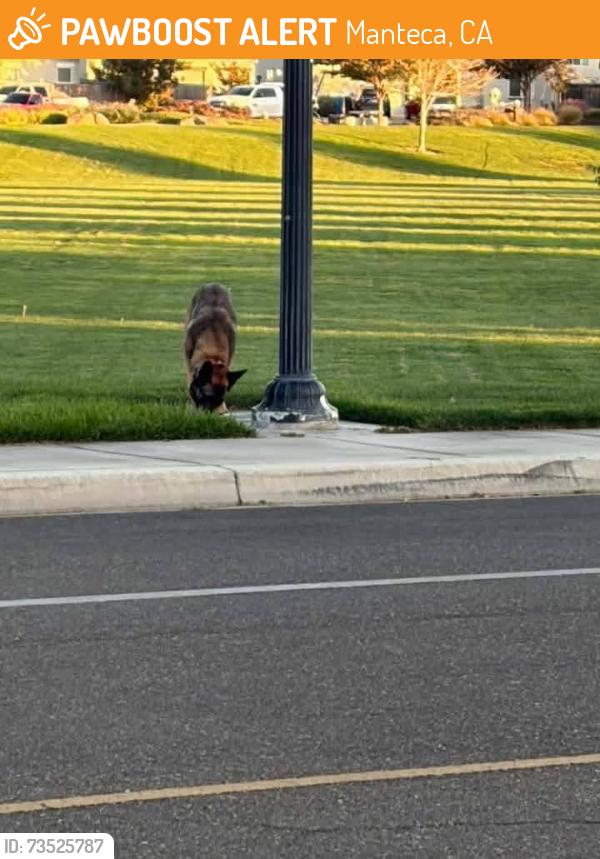 Found/Stray Unknown Dog last seen Sephos Street, Manteca, CA 95337