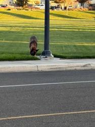 Found/Stray Unknown Dog last seen Sephos Street, Manteca, CA 95337