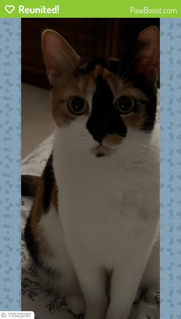 Reunited Female Cat last seen Near & 67th Surrey BC, Surrey, BC V3S 0Z4
