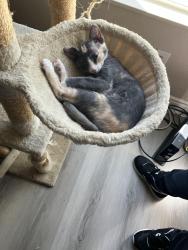 Lost Female Cat last seen Near Stanley way, Escondido, CA 92027