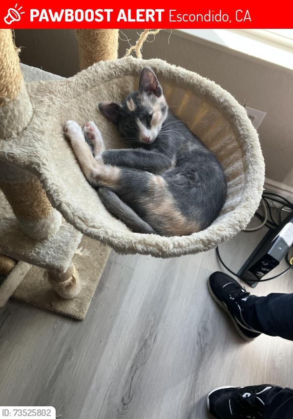 Lost Female Cat last seen Near Stanley way, Escondido, CA 92027