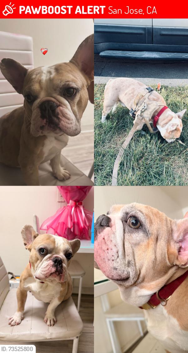 Lost Male Dog last seen Boyton strat, San Jose, CA 95117