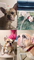 Lost Male Dog last seen Boyton strat, San Jose, CA 95117