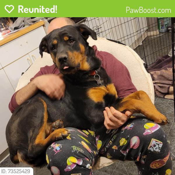 Reunited Female Dog last seen Coriander Dr & Whitehaven St, Oak Hills, CA 92344, USA, Oak Hills, CA 92344